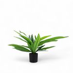 Dracena-60cm