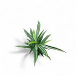 Dracena-60cm