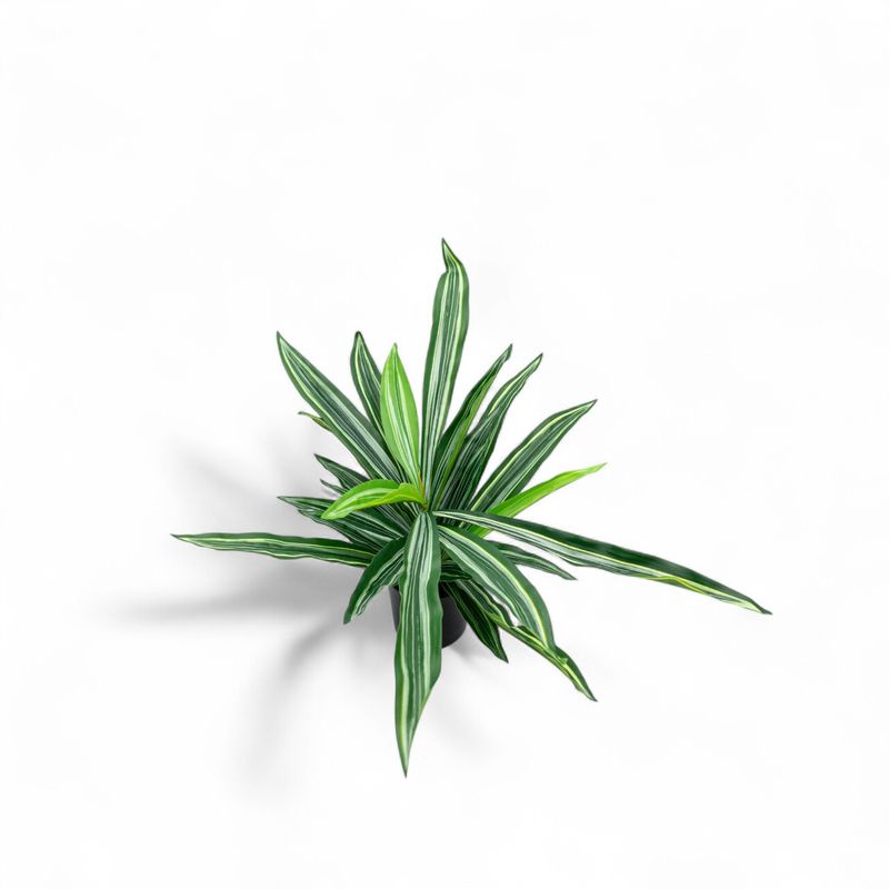Dracena-60cm