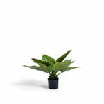 Planta-Anturio-63cm