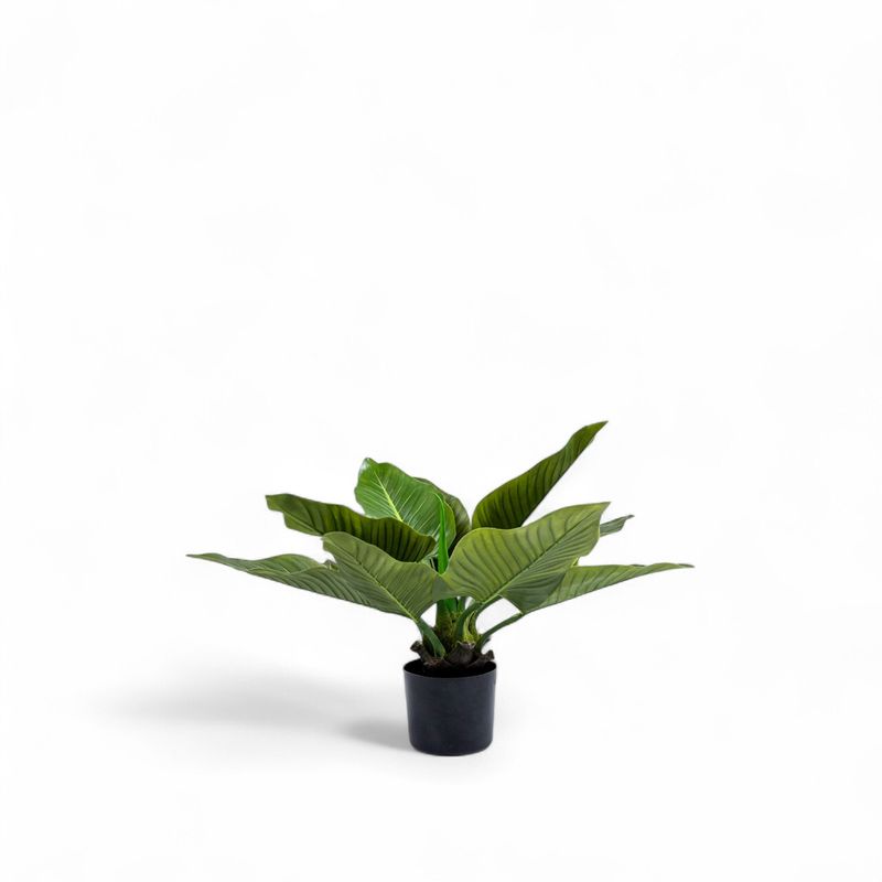 Planta-Anturio-63cm