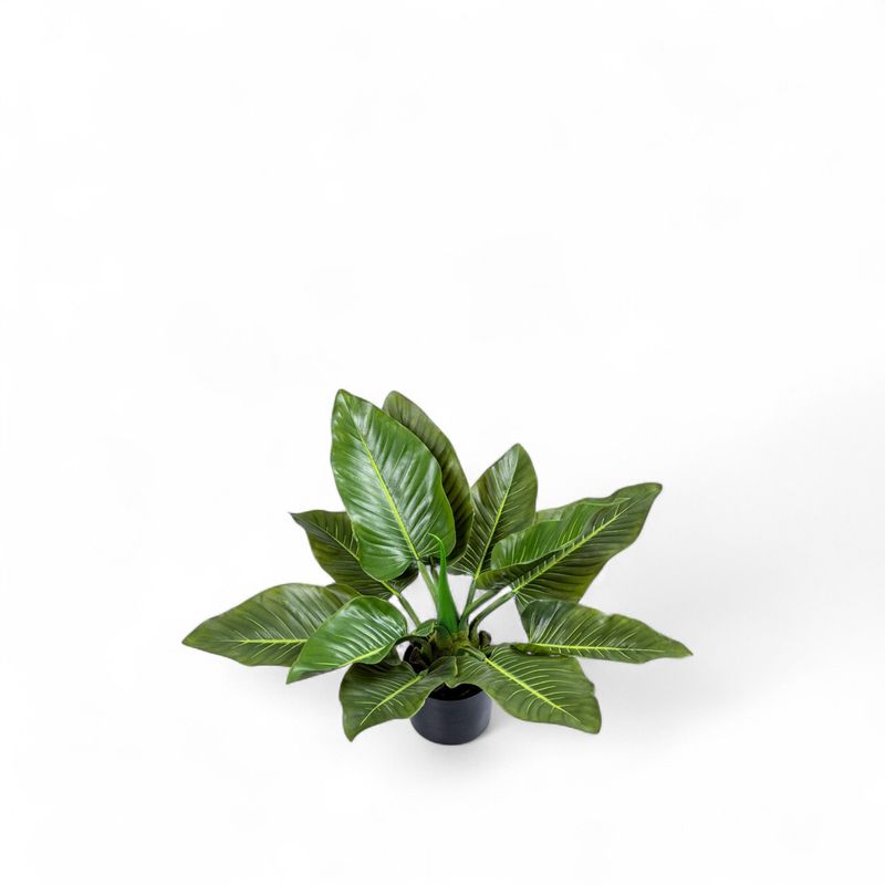 Planta-Anturio-63cm