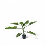 Planta-Anturio-90cm
