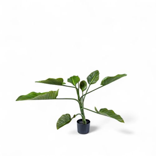 Planta Anturio 90cm