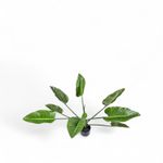 Planta-Anturio-90cm