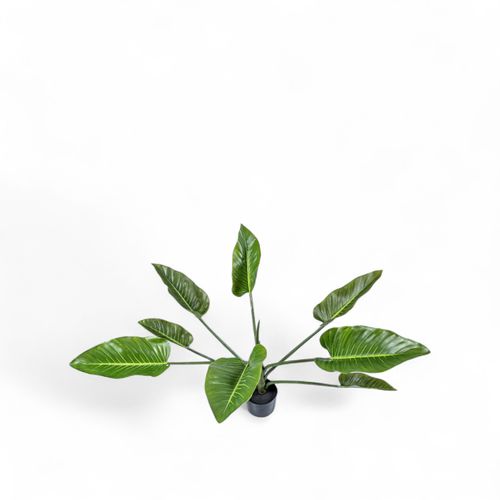 Planta Anturio 90cm