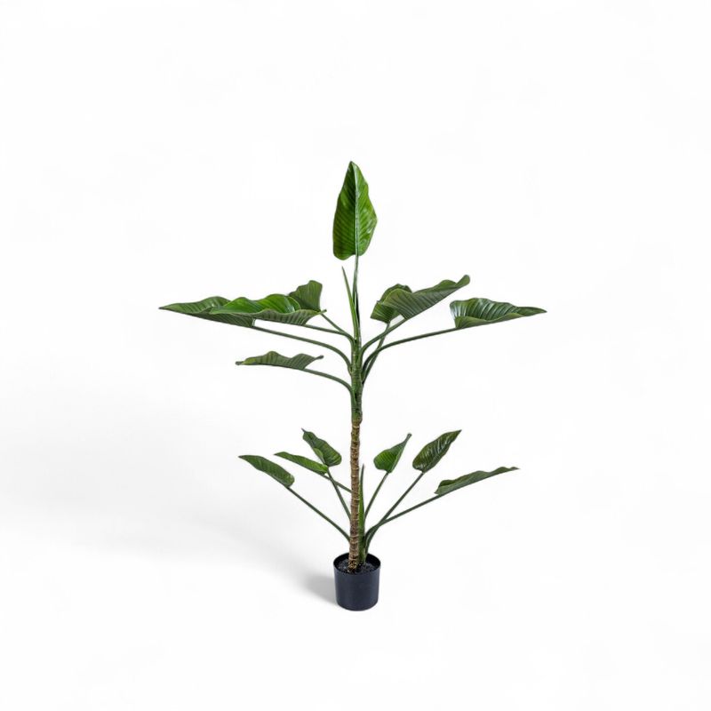 Planta-Anturio-150cm
