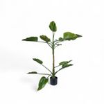 Planta-Anturio-150cm