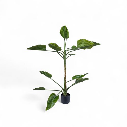 Planta Anturio 150cm