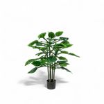 Hosta-90cm