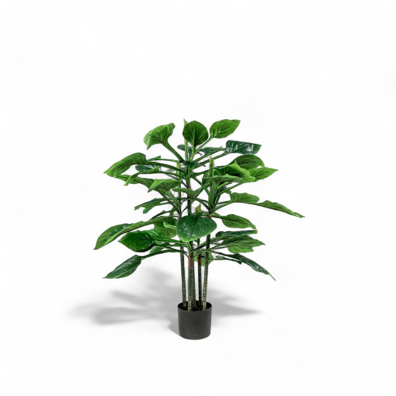 Hosta-90cm