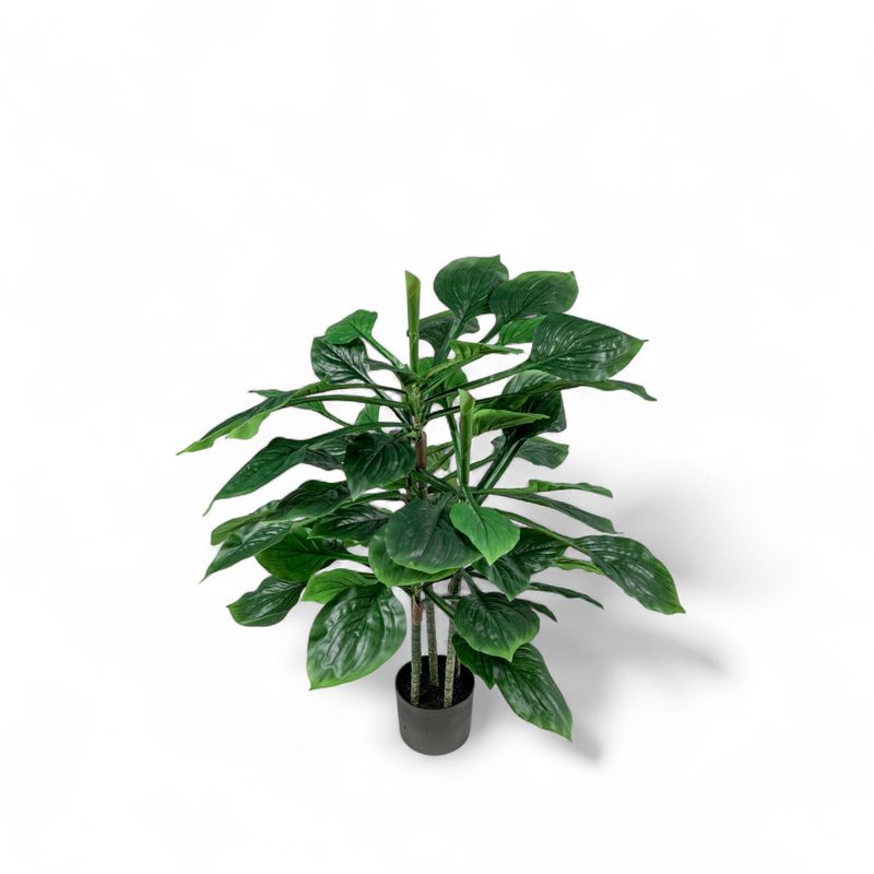 Hosta-90cm