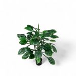 Hosta-90cm