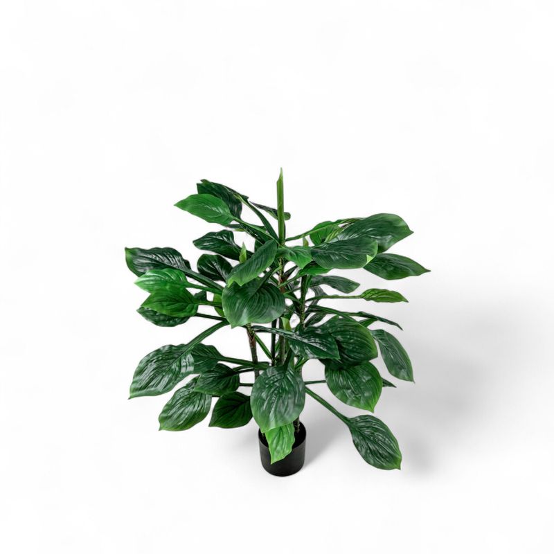 Hosta-90cm