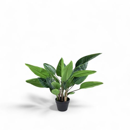 Strelitzia 80cm