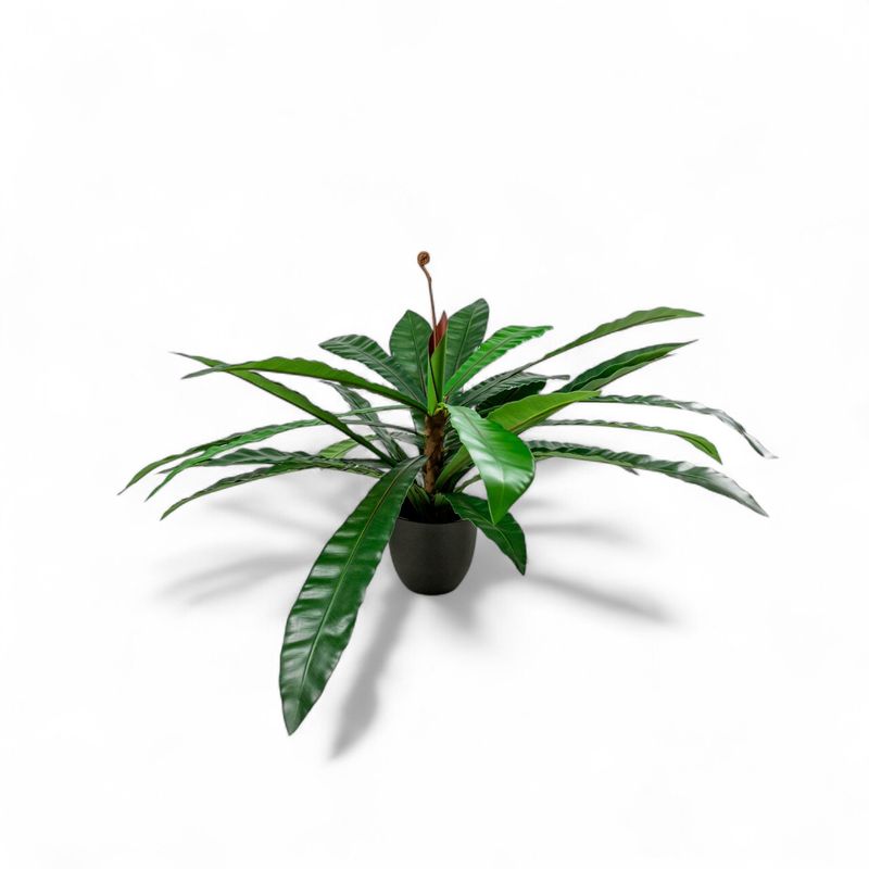 Planta-Neottopteris-78cm