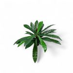 Planta-Neottopteris-78cm