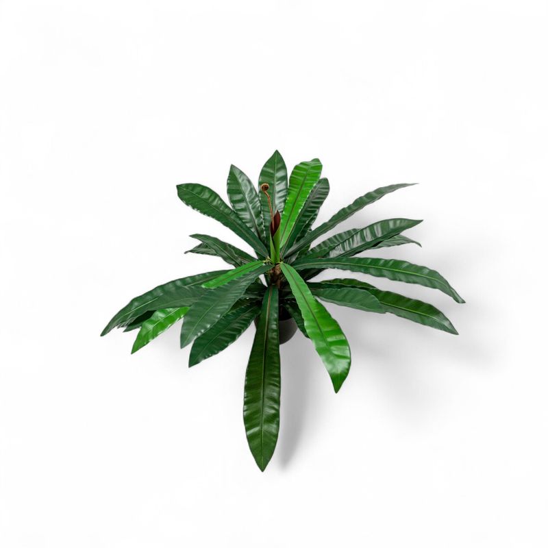 Planta-Neottopteris-78cm