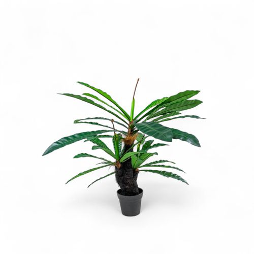 Planta Neottopteris 110cm