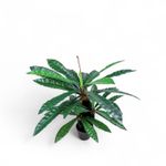 Planta-Neottopteris-110cm