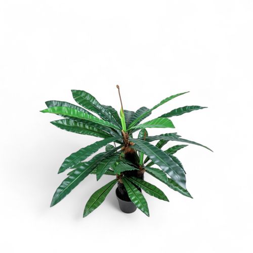 Planta Neottopteris 110cm