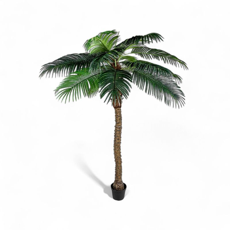 Palmera-Phoenix-240cm