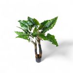 Planta-Cala-150cm