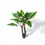 Planta-Cala-150cm