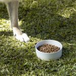 Bowl-para-mascotas
