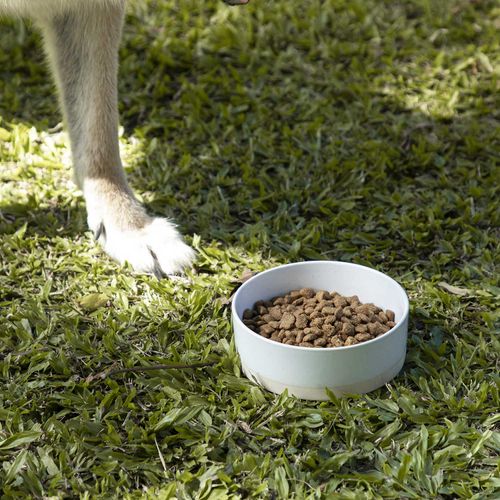 Bowl para mascotas