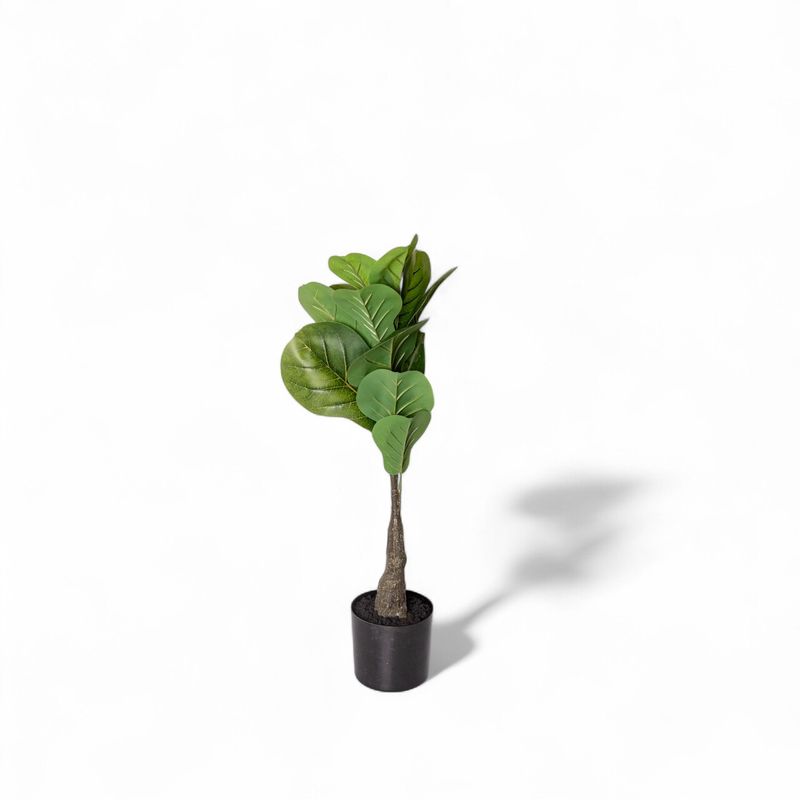 Ficus-lyrata-55cm