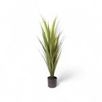 Yuca-90cm