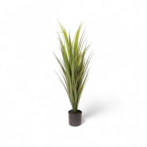 Yuca 90cm