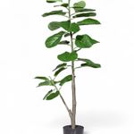 Ficus-lyrata-110cm