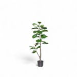 Ficus-lyrata-110cm