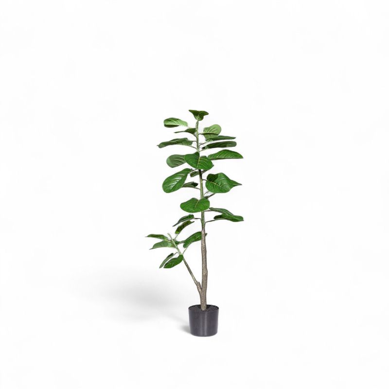 Ficus-lyrata-110cm
