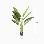 Estrelitzia-140cm