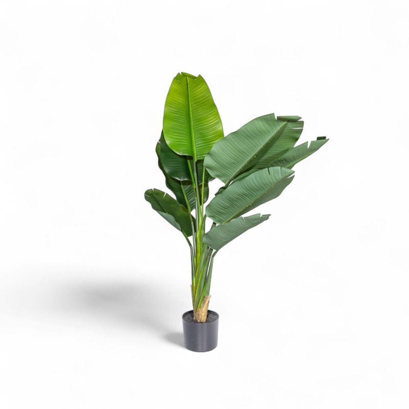 Estrelitzia-140-cm