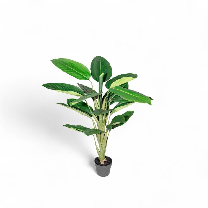 Dieffenbachi-120cm