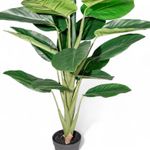 Dieffenbachi-120cm