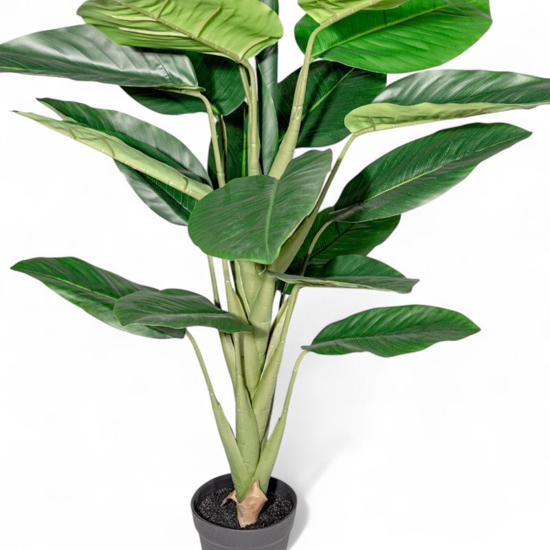 Dieffenbachi-120cm