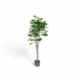 Ficus-lyrata-150cm