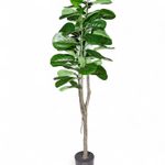 Ficus-lyrata-150cm
