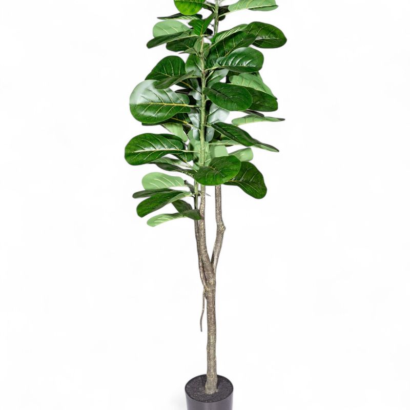Ficus-lyrata-150cm