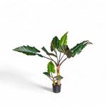 Alocasia-120cm