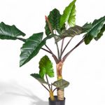 Alocasia-120cm