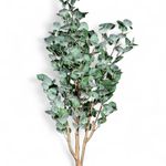 Arbol-eucalipto-150cm