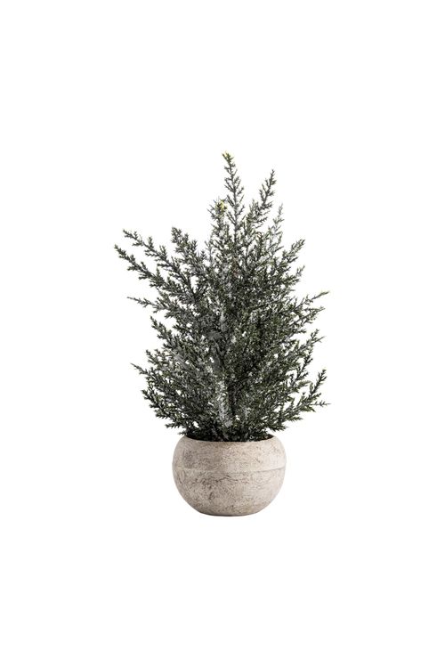 Pino hielo base maceta 29cm