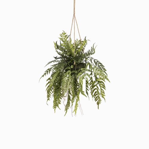 Helecho colgante 91cm
